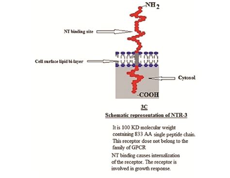 Neurotensin Receptors C Ntr 3 The Receptor Belongs To The Sortilin