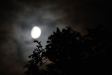 Spooky | A nearly full moon silhouettes a tree. | Phil Roeder | Flickr