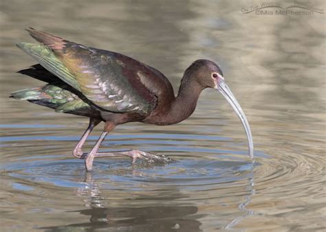 White Faced Ibis Birds Of Bear River Migratory Bird Refuge Mia