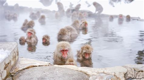 Premium Photo High Angle View Of Snow Monkeys In Hot Spring
