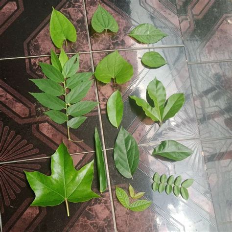 Jual Lembar Daun Macam Jenis Daun Ecoprint X Pcs Per Jenis