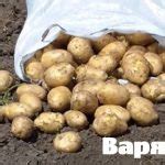 Сорт картофеля «Варяг» – описание и фото