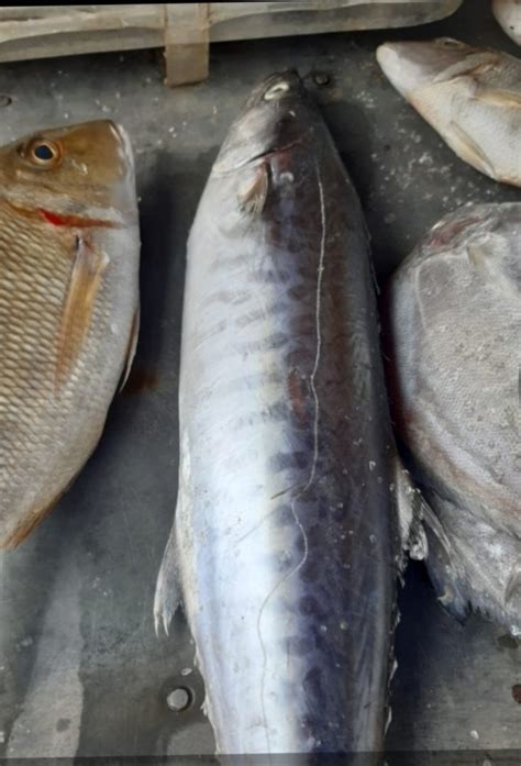 King Fish - Wholesale Price & Mandi Rate for King Fish in India