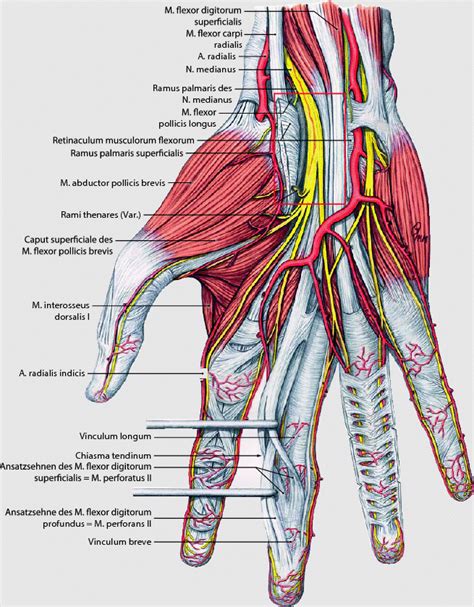 Kompressionssyndrome Des N Medianus Springerlink