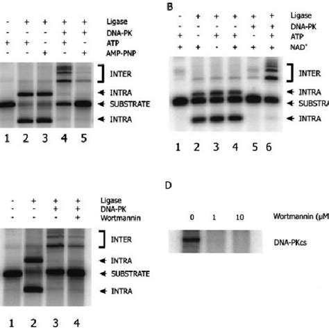 Ligation In The Presence Of Dna Pk Requires Atp Hydrolysis And An