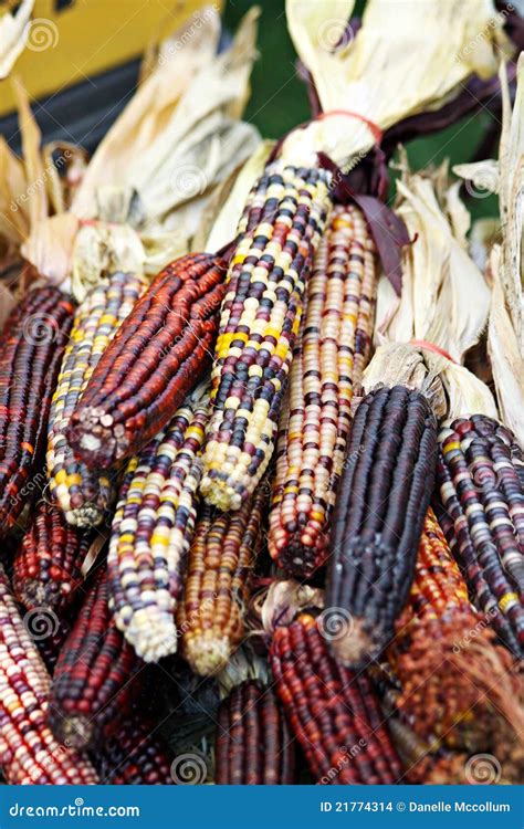 Indian Corn Background Stock Image 3567469