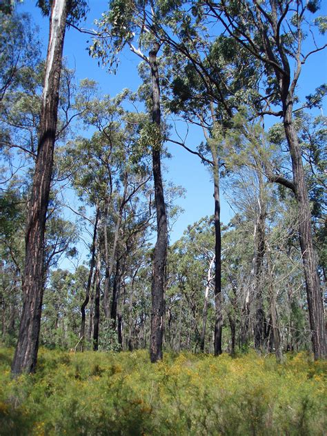 Photo of bluemountains woodland | Free Australian Stock Images