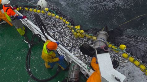 Herring Fishing In Norway Youtube