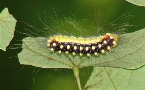 Black And Yellow Caterpillars With How To Identify Them American Gardener