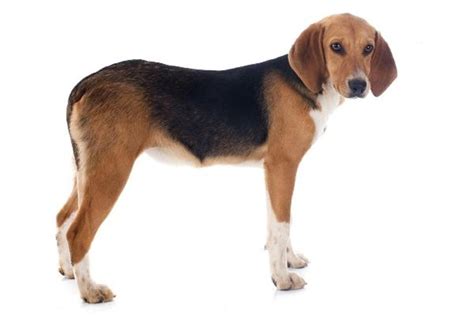 rarest dog breeds thestreet