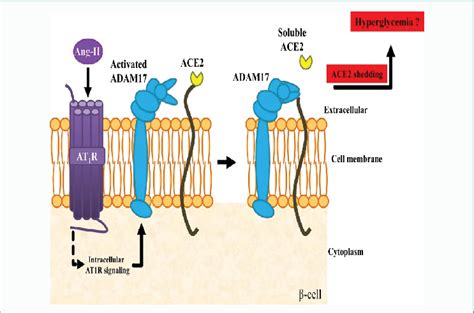 Tumor Necrosis Factor Alpha Converting Enzyme Tace Aka Adam17 Cleaves