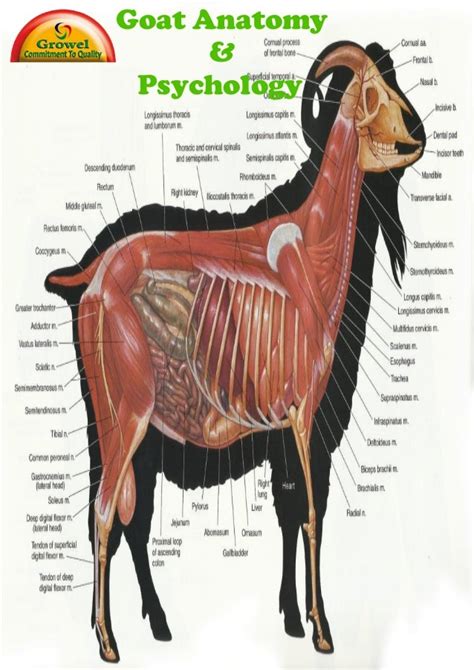 Goat Anatomy Diagram