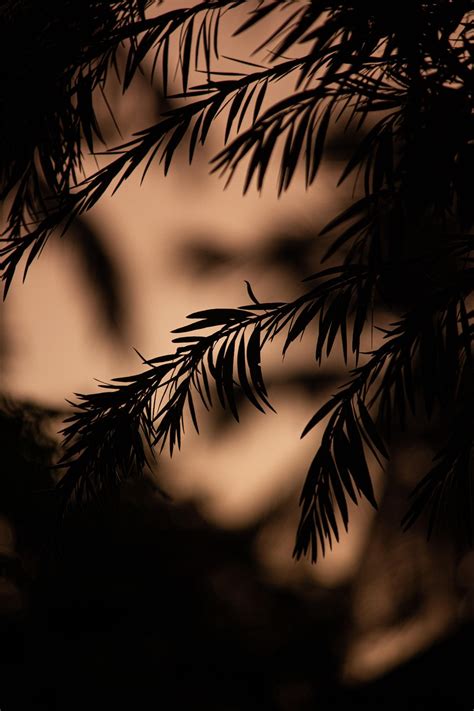 Más de 90 000 imágenes gratis de Negro Gay y Negro Pixabay