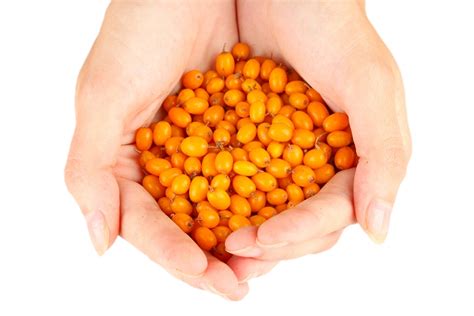 Саженец Облепихи "Подруга"