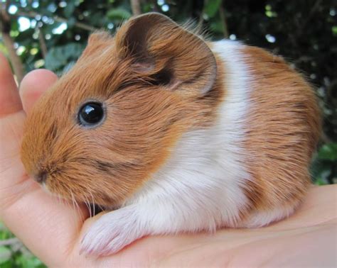 206 best images about Guinea Pig Babies on Pinterest