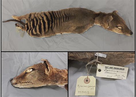 Tasmanian Tiger Rna Is First To Be Recovered Sequenced From An Extinct