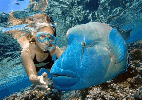 Half Day Great Barrier Reef Tours Airlie Beach FEATURED | Whitsunday ...