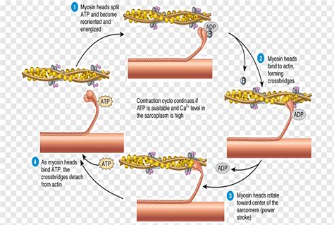 Smooth Muscle Contraction Cycle