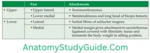 Muscles of the Gluteal Region - Anatomy Study Guide