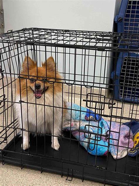 How Long Do I Keep My Dog In A Crate at Sandra Galvez blog