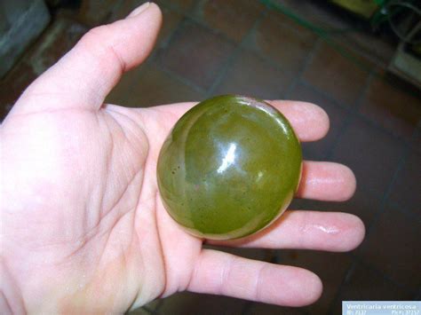 Largest Unicellular Organism Caulerpa Rabsoluteunits