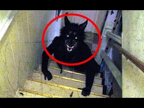 Fotos De Lobisomem Na Vida Real - Transformacao De Lobisomem Na Vida Real