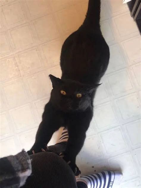 Nothing Like Coming Home To A Nice Black Stretched Out Pussy Scrolller
