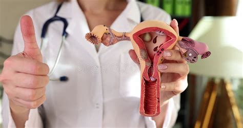 Gynecologist With Anatomical Model Of Female Genital Organ Shows Thumbs