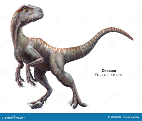 Velociraptor Illustration, Drawing, Engraving, Ink, Line Art, Vector ...