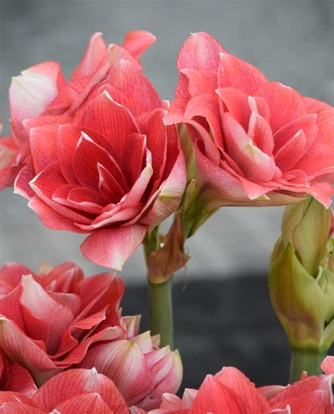 Double Dream Onings Holland Flowerbulbs