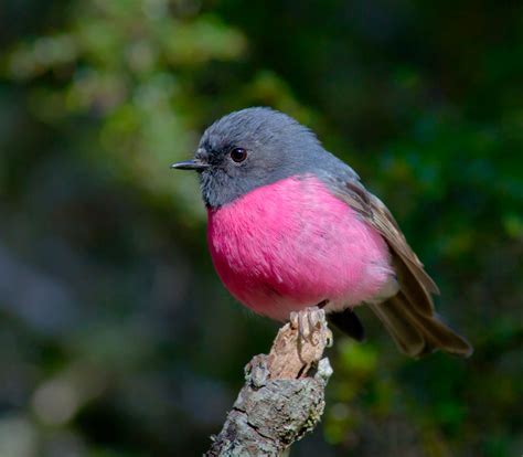 Pink robin - Alchetron, The Free Social Encyclopedia