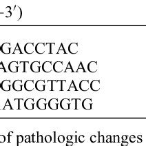 Primer sequences for real-time polymerase chain reaction | Download ...