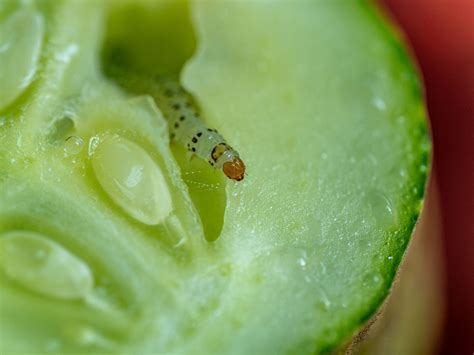 Pickleworm Diaphania Nitidalis New York Plants Hq