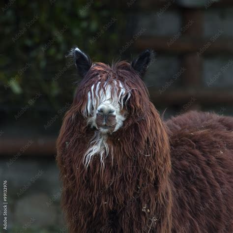 Human Llama Face