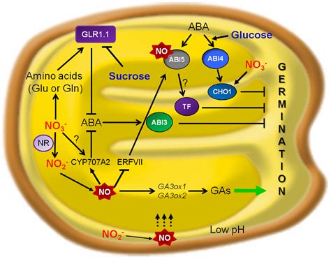 Frontiers Control Of Seed Germination And Plant Development By Carbon