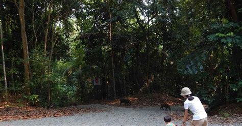 Adventures With The Naked Hermit Crabs Th Jul Sat Free Guided Walk At Chek Jawa Boardwalk