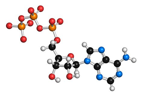 Atp Definition And Importance In Metabolism