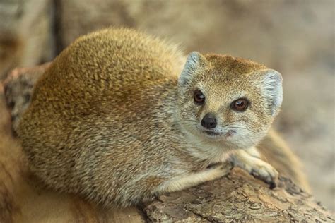 Yellow Mongoose Free Stock Photo Public Domain Pictures