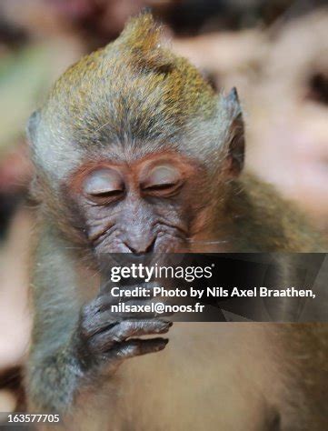 baby monkey   sneeze high res stock photo getty images