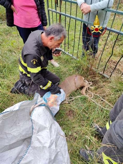 Due Caprioli Salvati Dai Vigili Del Fuoco Foto