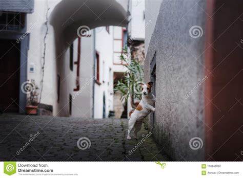 Small Dog In The Old Town A Pet In The City Stock Photo Image Of