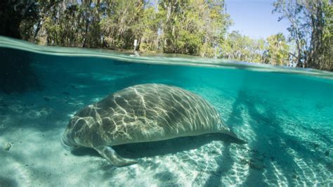 4 Best Places to Find Manatees Near Me