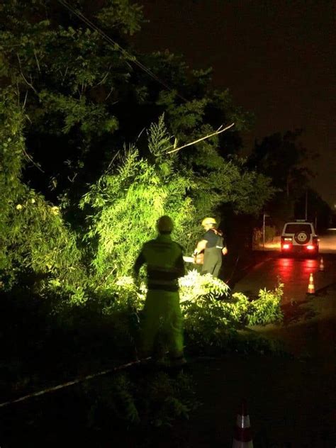 Maltempo A Vicenza Albero Cade Su Un Auto In Transito Conducente