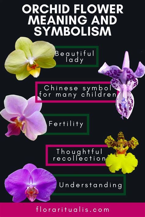 Orchid flower meaning – Artofit