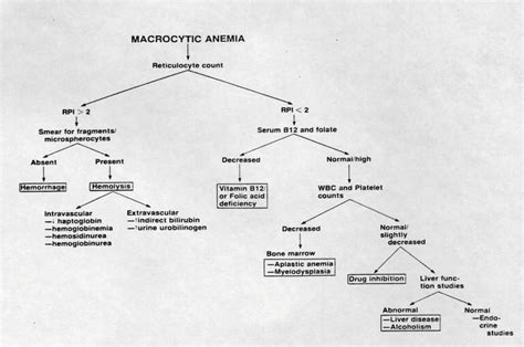 Megaloblastic Anemia | IntechOpen