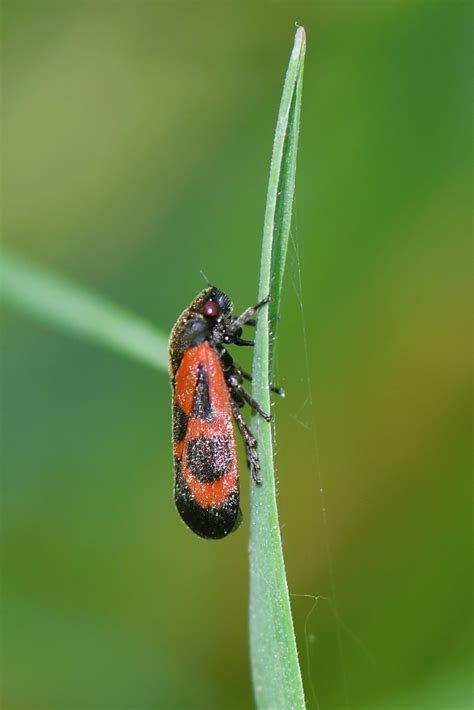 Kiefernblutzikade Kiefernblutzikade Haematoloma Dorsata Flickr