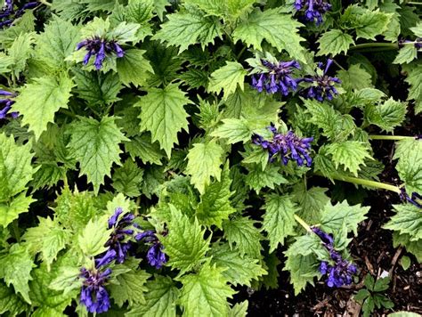 Ajuga incisa 'Blue Enigma' – Far Reaches Farm