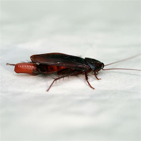 cockroach control guide effective removal tips dailypestcom