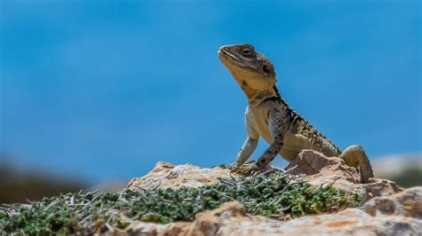 Especie End Mica Qu Es Ejemplos Definici N Y Concepto