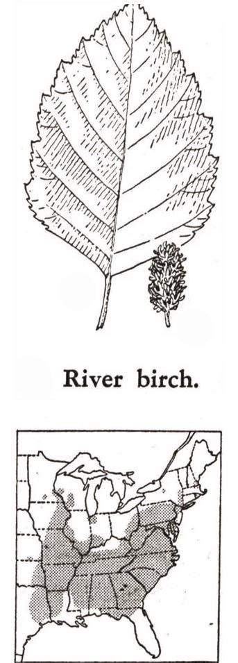 river birch identification